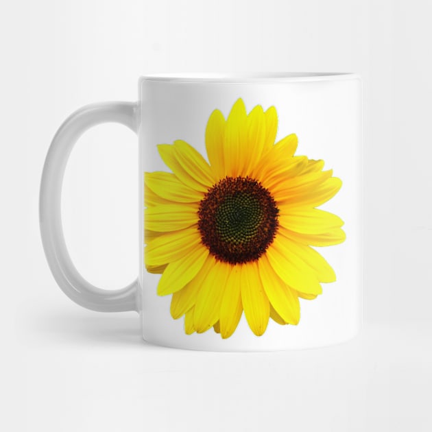 Sunflower by ghjura
